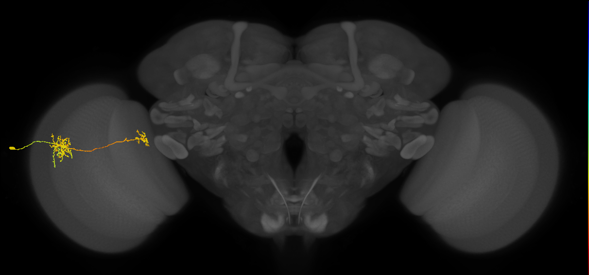 Tm38_L (MaleCNS:38402)