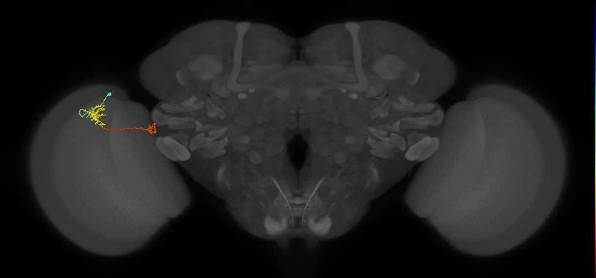 Tm38_L (MaleCNS:110644)