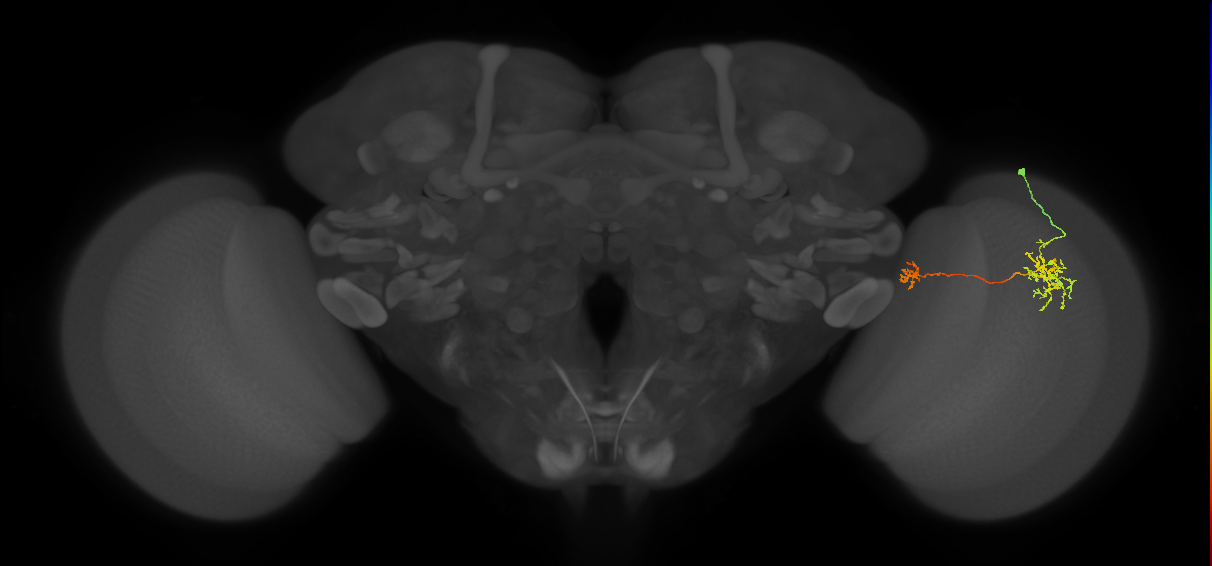 Tm38_R (MaleCNS:54782)