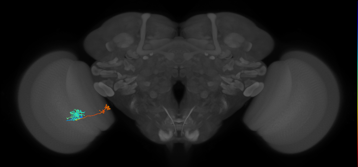 Tm38_L (MaleCNS:65523)