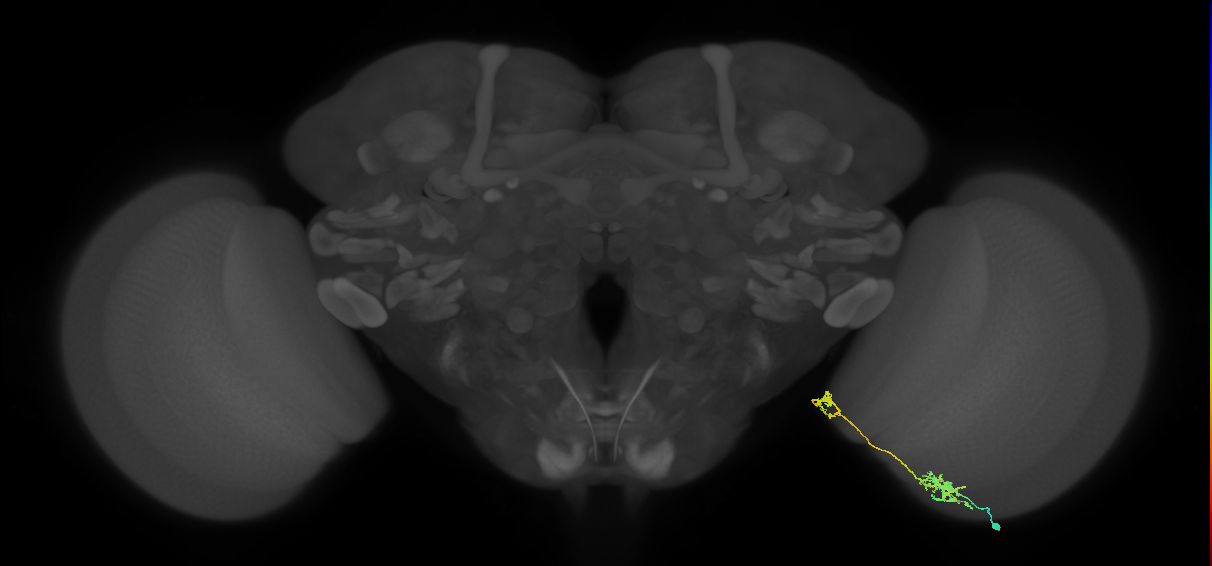 Tm38_R (MaleCNS:59941)