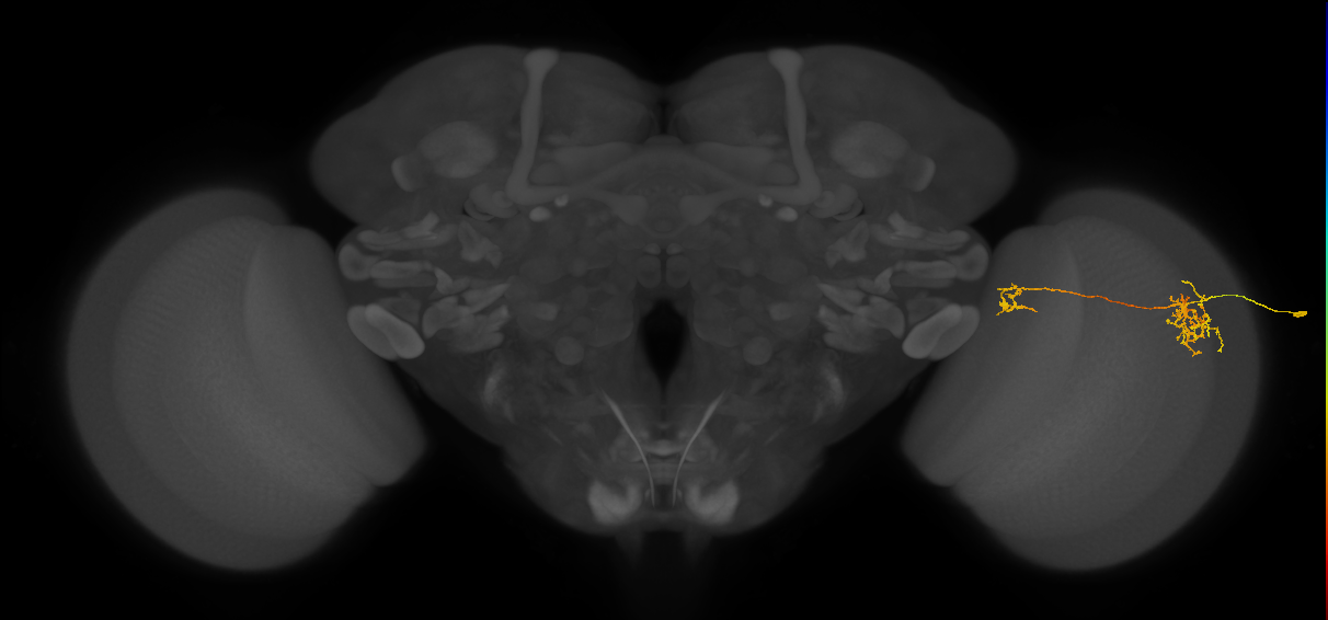 Tm38_R (MaleCNS:47341)