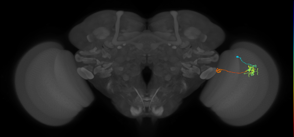 Tm38_R (MaleCNS:59107)