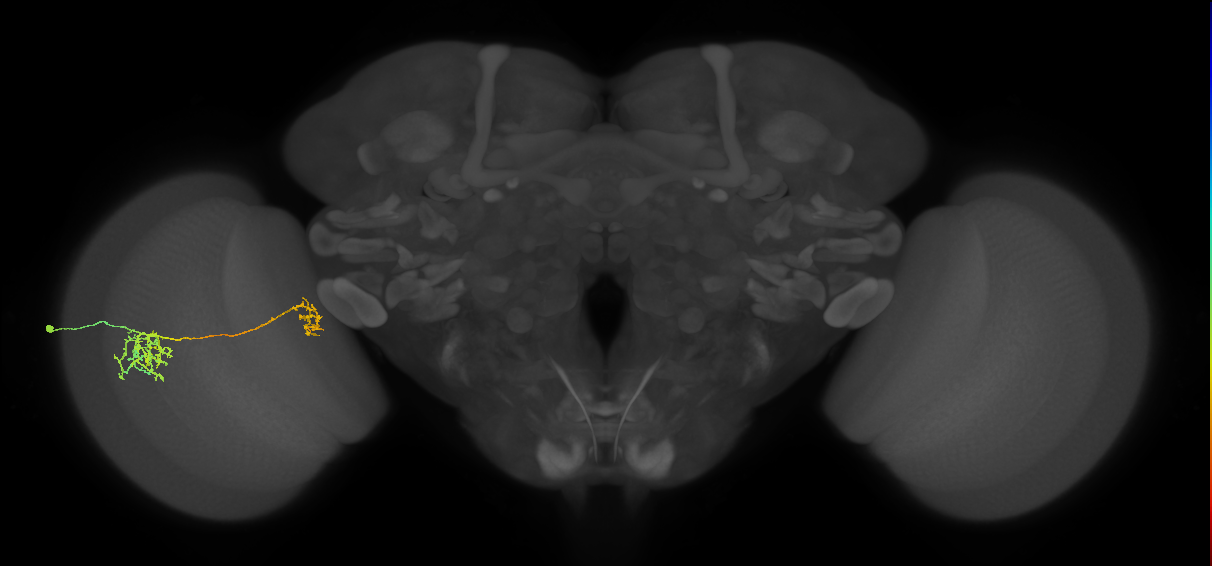 Tm38_L (MaleCNS:38843)