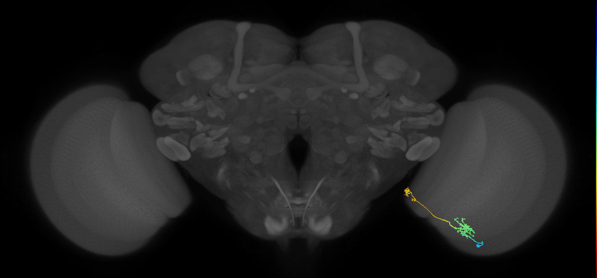 Tm38_R (MaleCNS:66955)