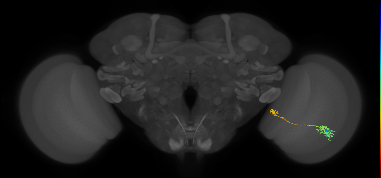 Tm38_R (MaleCNS:48909)