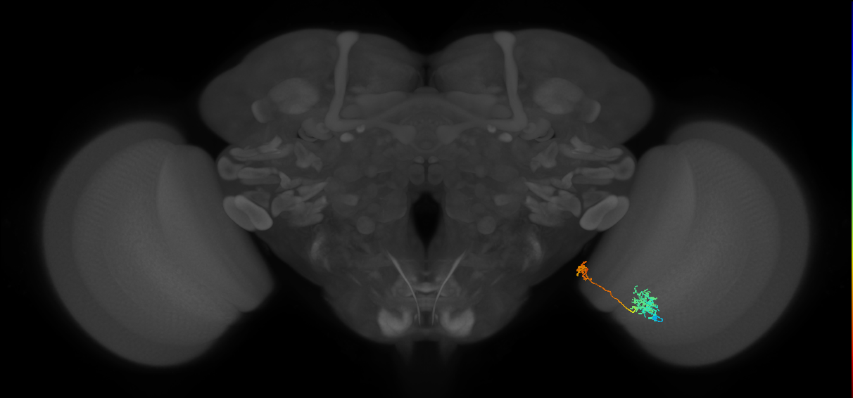 Tm38_R (MaleCNS:60091)