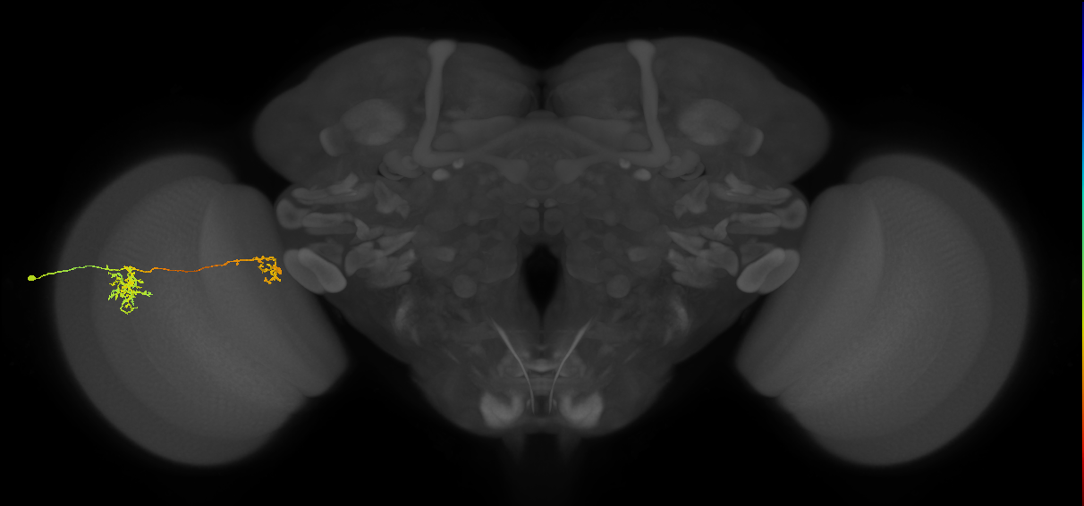 Tm38_L (MaleCNS:41448)