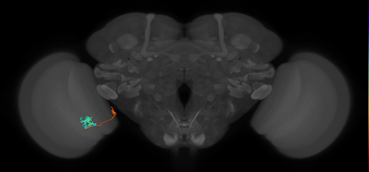Tm38_L (MaleCNS:60984)