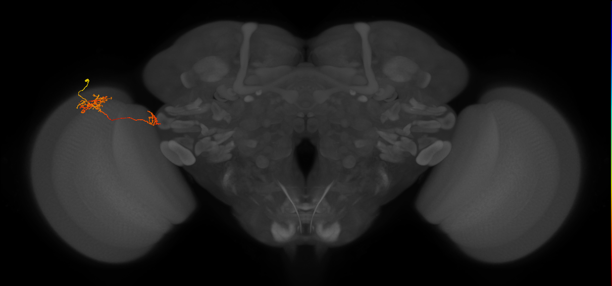 Tm38_L (MaleCNS:536652)
