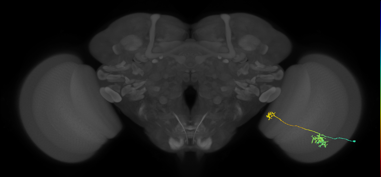 Tm38_R (MaleCNS:44608)