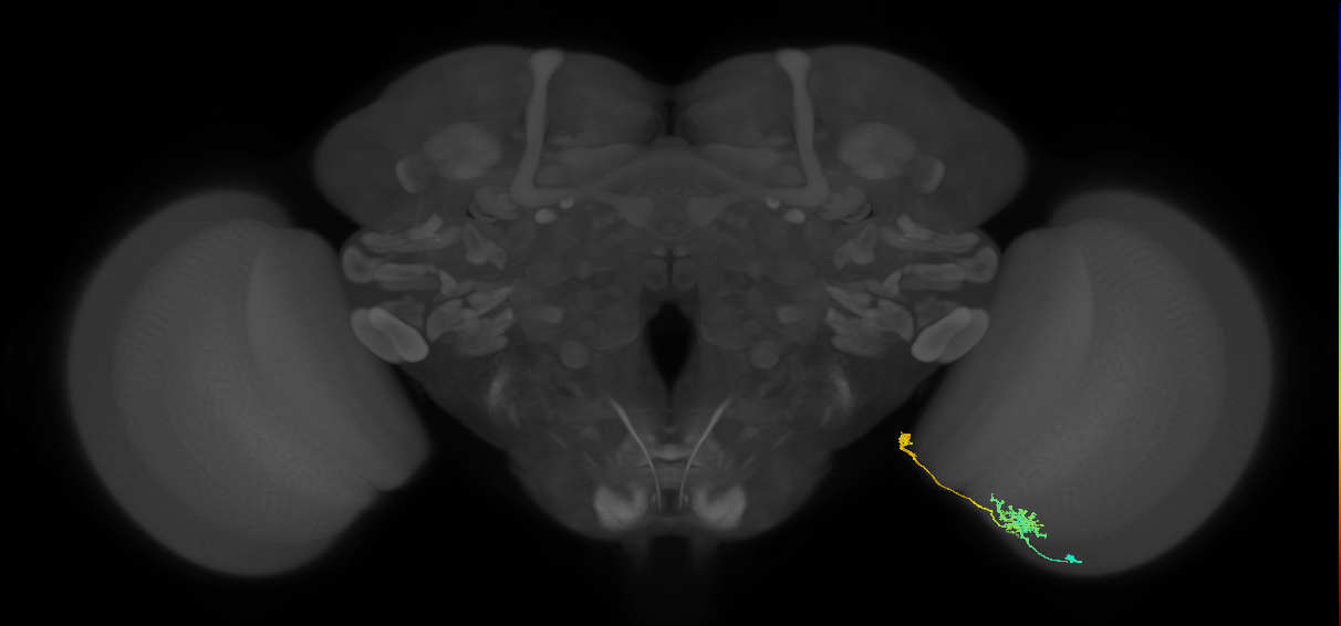 Tm38_R (MaleCNS:68704)