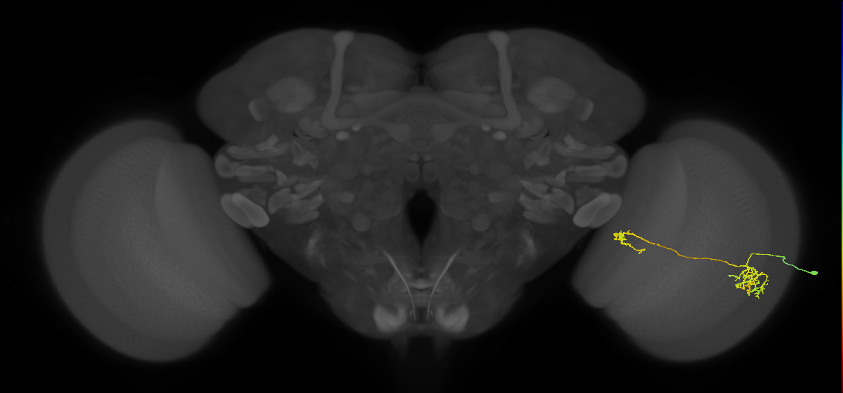 Tm38_R (MaleCNS:56099)