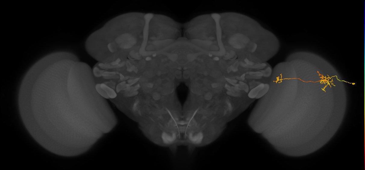 Tm38_R (MaleCNS:54984)