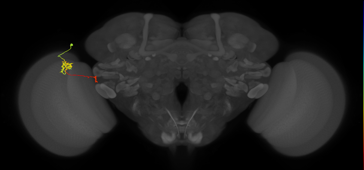 Tm38_L (MaleCNS:69146)