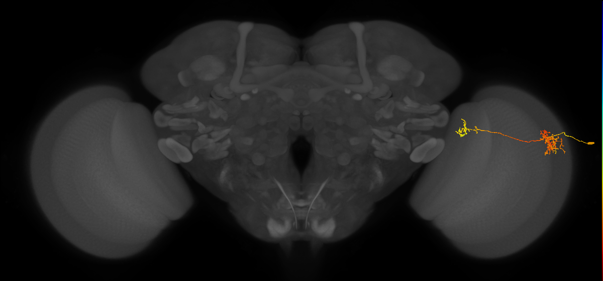Tm38_R (MaleCNS:51488)