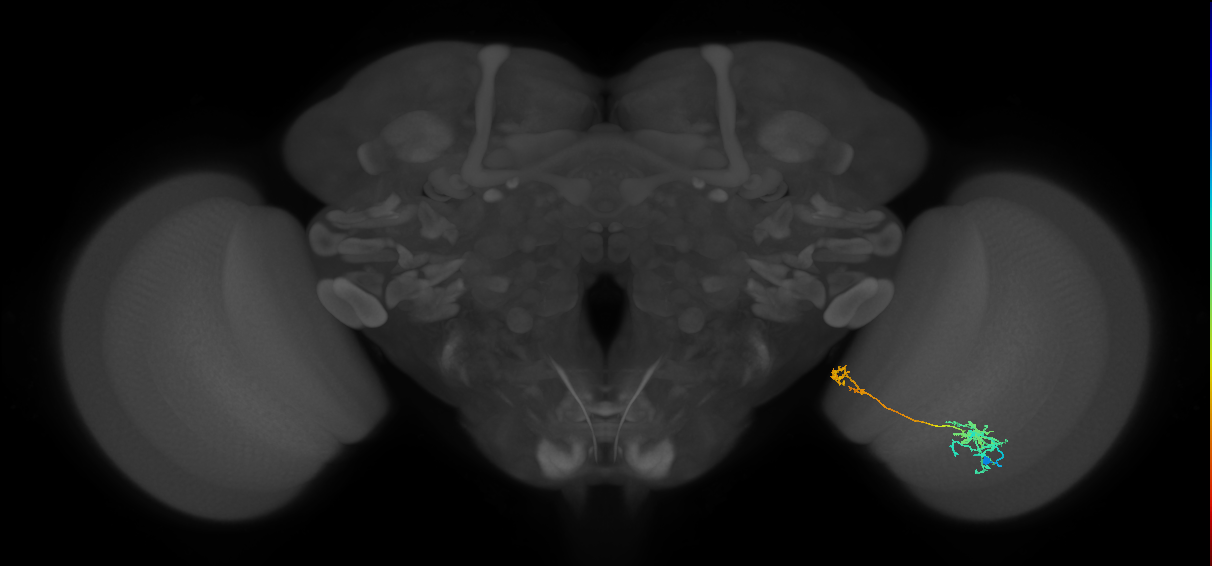 Tm38_R (MaleCNS:49868)