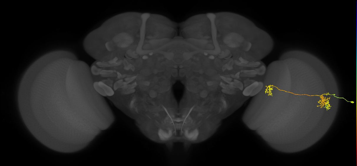 Tm38_R (MaleCNS:36927)