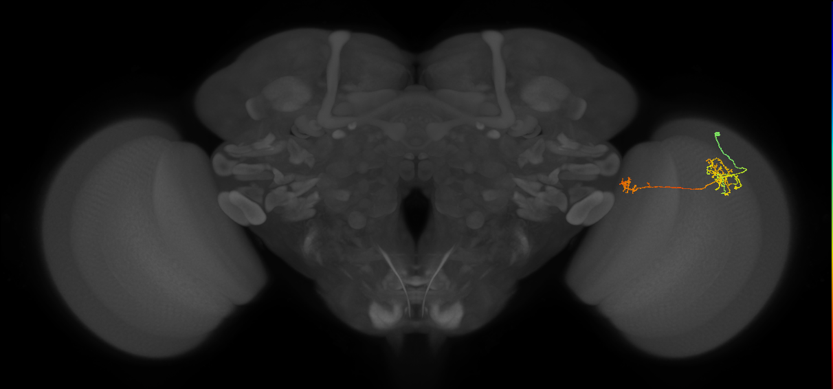Tm38_R (MaleCNS:59014)