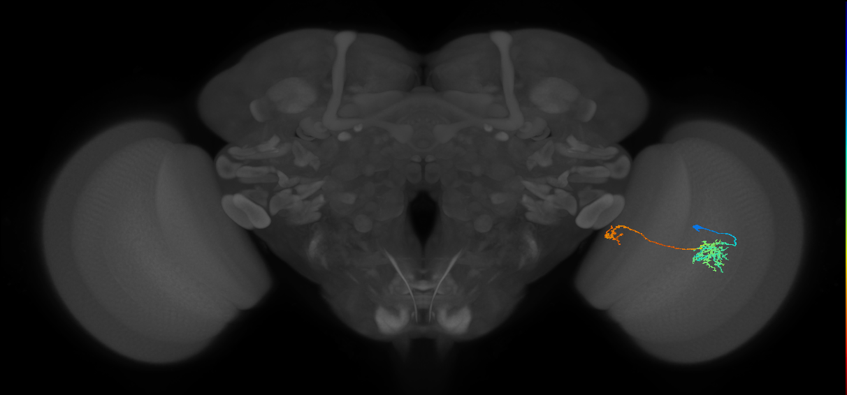 Tm38_R (MaleCNS:65923)