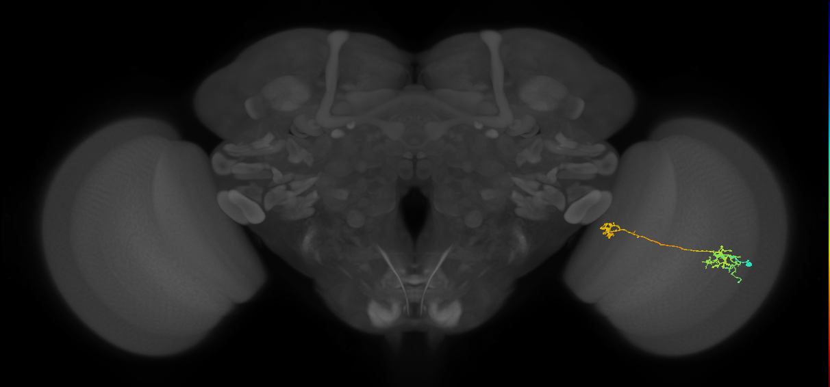 Tm38_R (MaleCNS:48823)