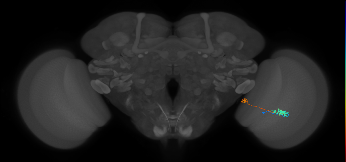 Tm38_R (MaleCNS:57046)