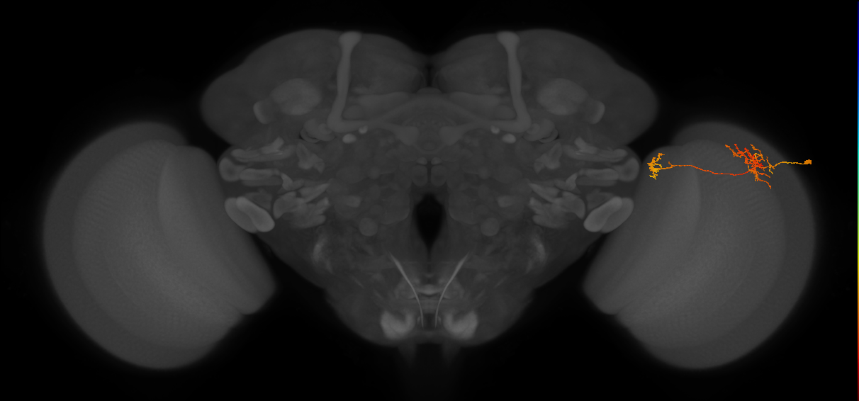 Tm38_R (MaleCNS:57641)