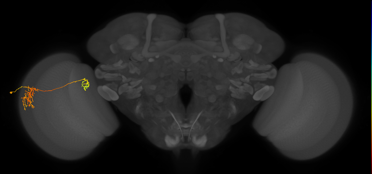 Tm38_L (MaleCNS:35732)