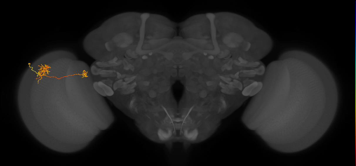 Tm38_L (MaleCNS:35318)