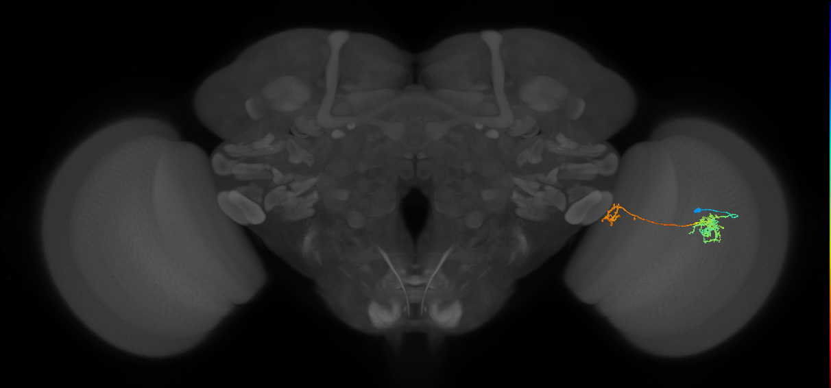 Tm38_R (MaleCNS:66509)