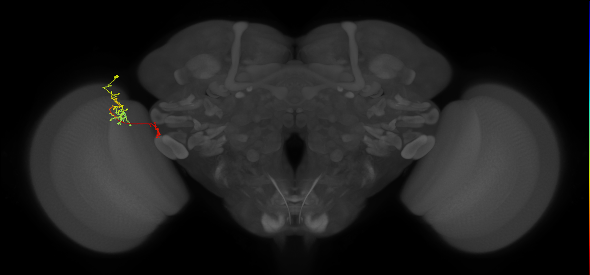 Tm38_L (MaleCNS:148043)