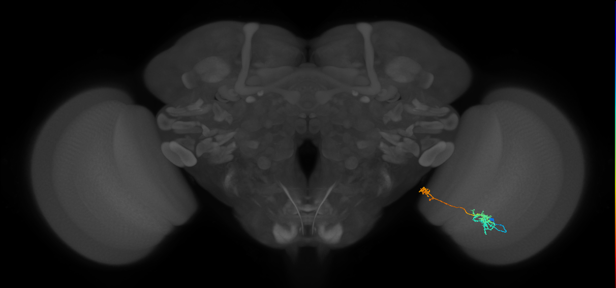 Tm38_R (MaleCNS:55159)