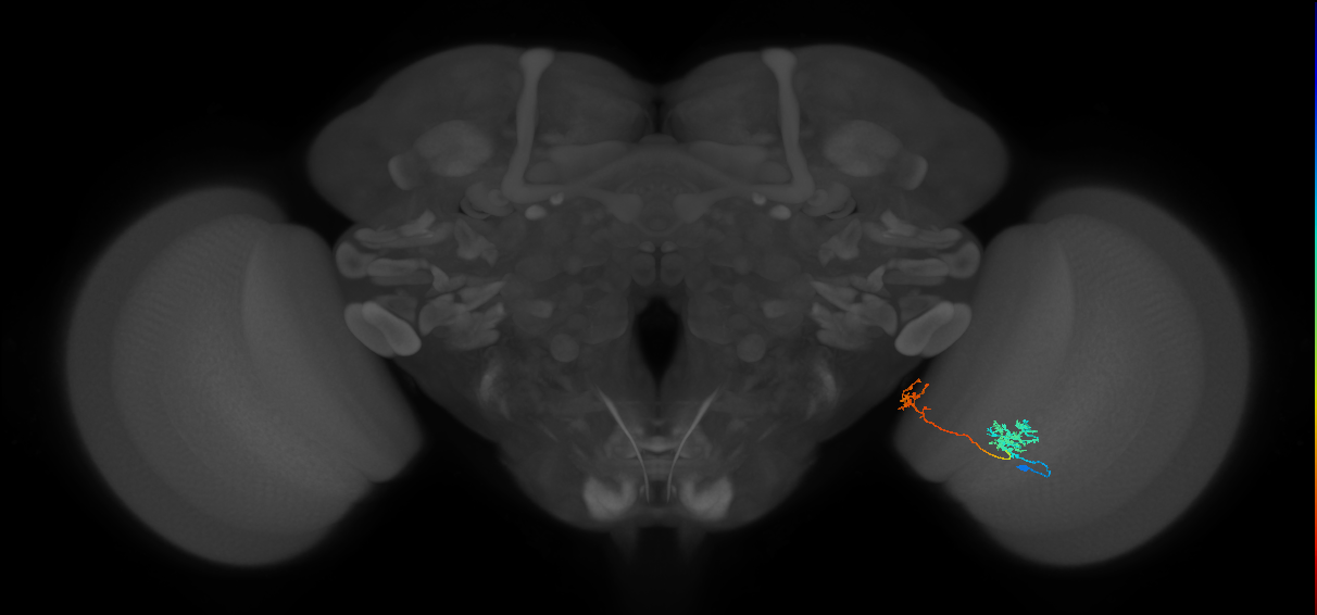 Tm38_R (MaleCNS:59479)