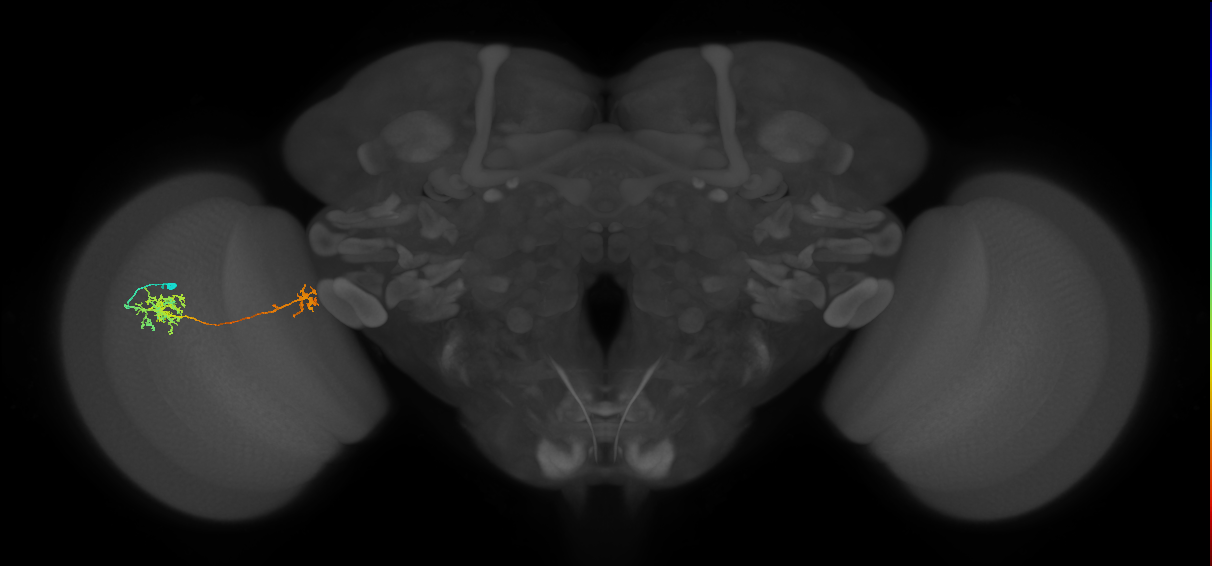 Tm38_L (MaleCNS:25991)