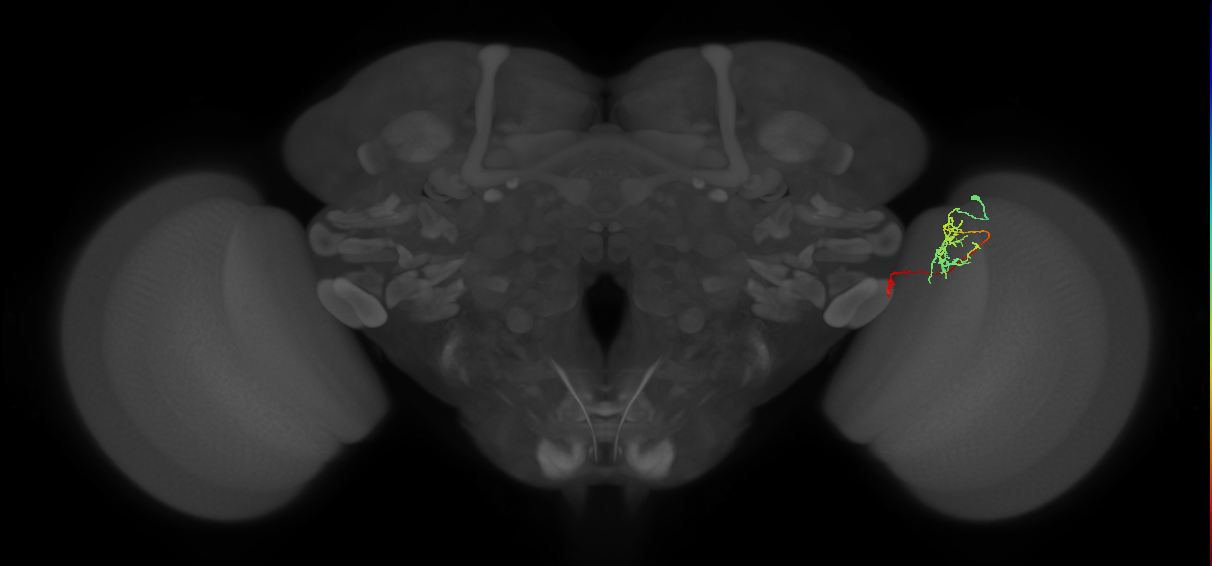 Tm38_R (MaleCNS:126066)