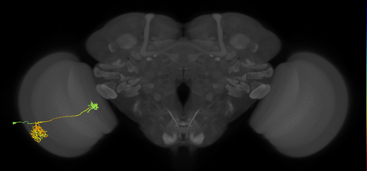 Tm38_L (MaleCNS:27504)
