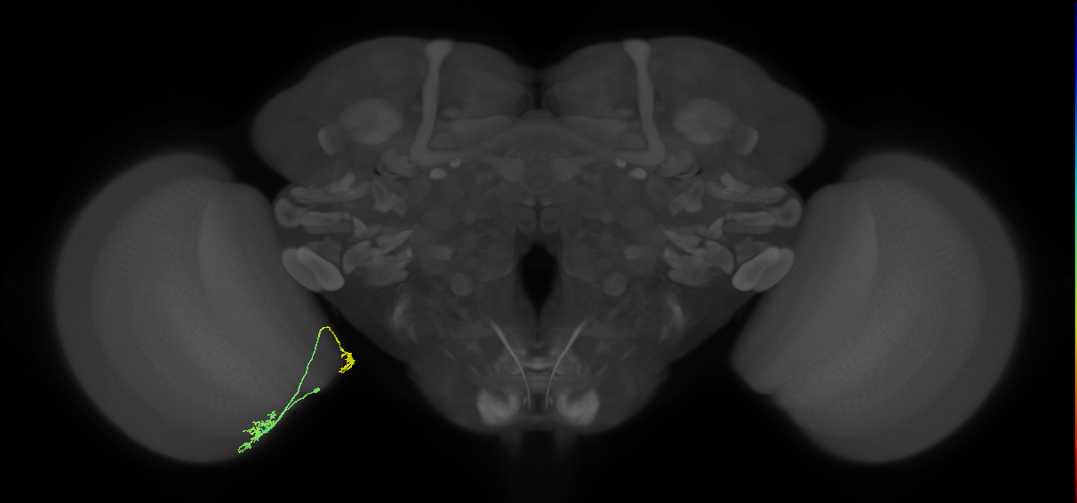 Tm38_L (MaleCNS:76342)