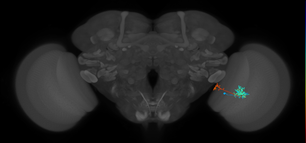 Tm38_R (MaleCNS:51152)