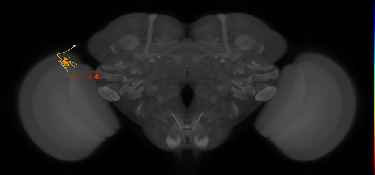 Tm38_L (MaleCNS:64761)