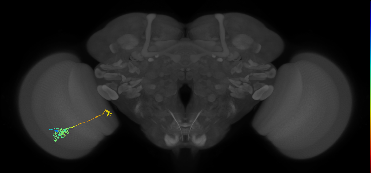 Tm38_L (MaleCNS:43754)