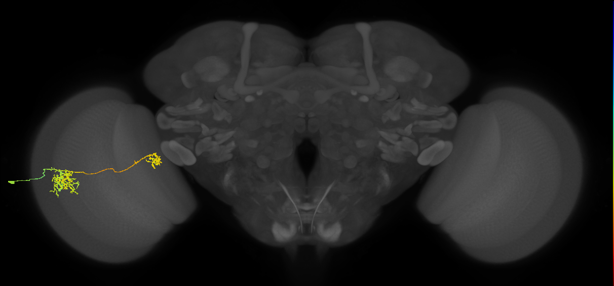 Tm38_L (MaleCNS:35370)