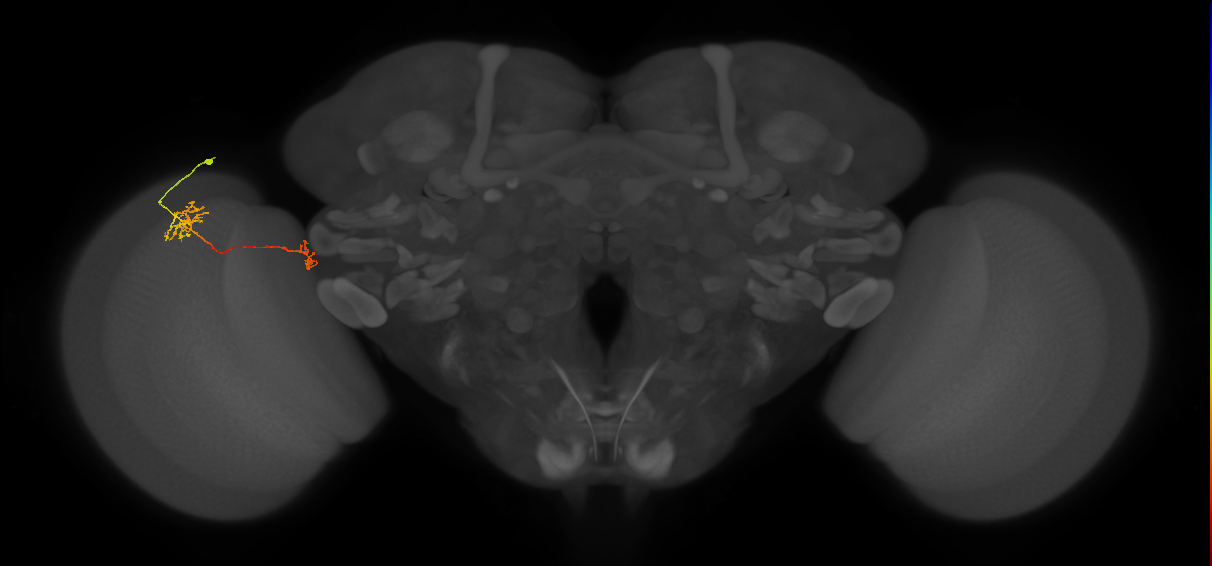 Tm38_L (MaleCNS:74788)