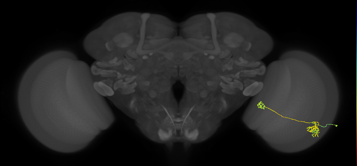 Tm38_R (MaleCNS:37649)
