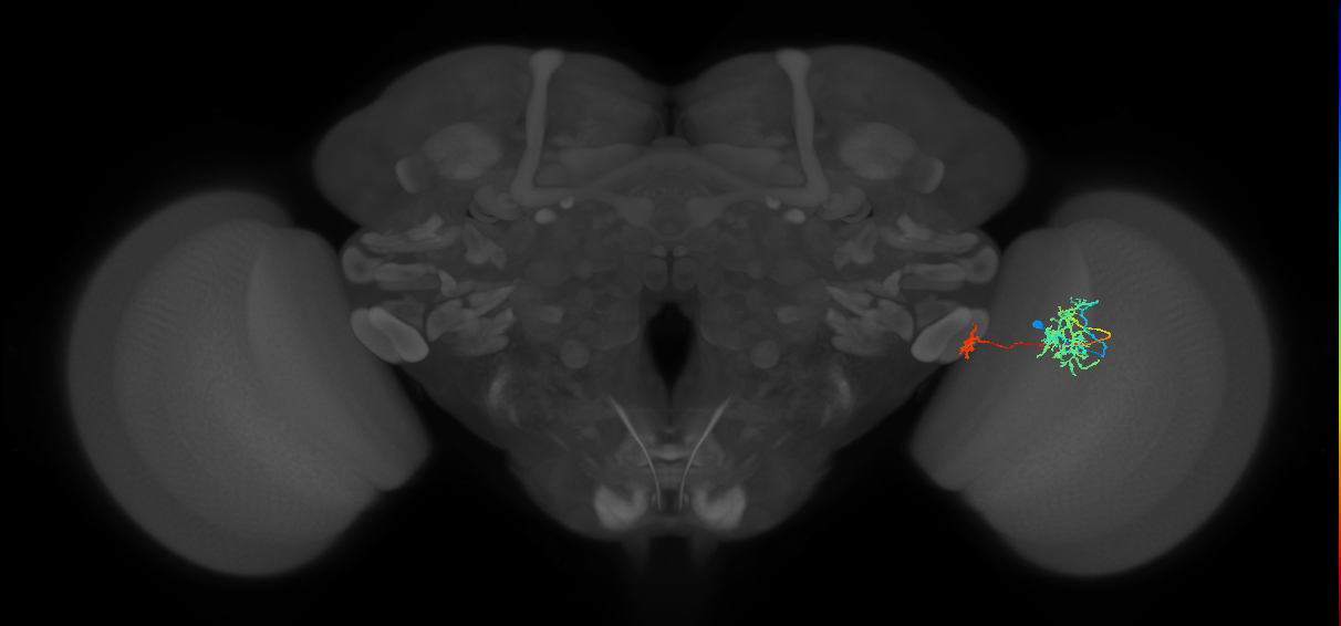 Tm38_R (MaleCNS:46338)
