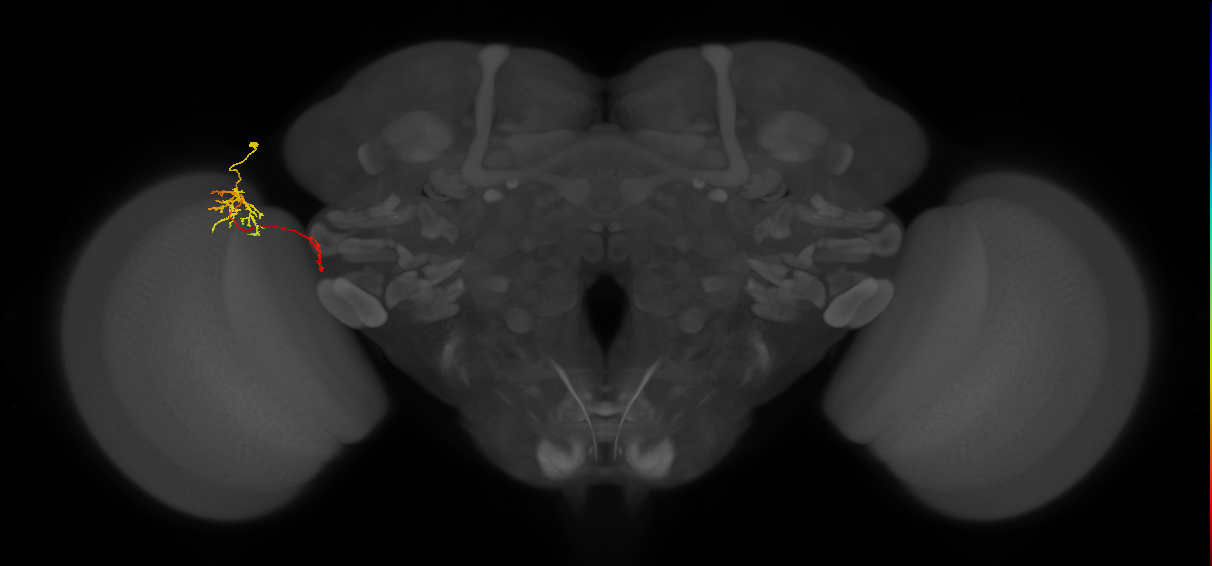 Tm38_L (MaleCNS:581166)