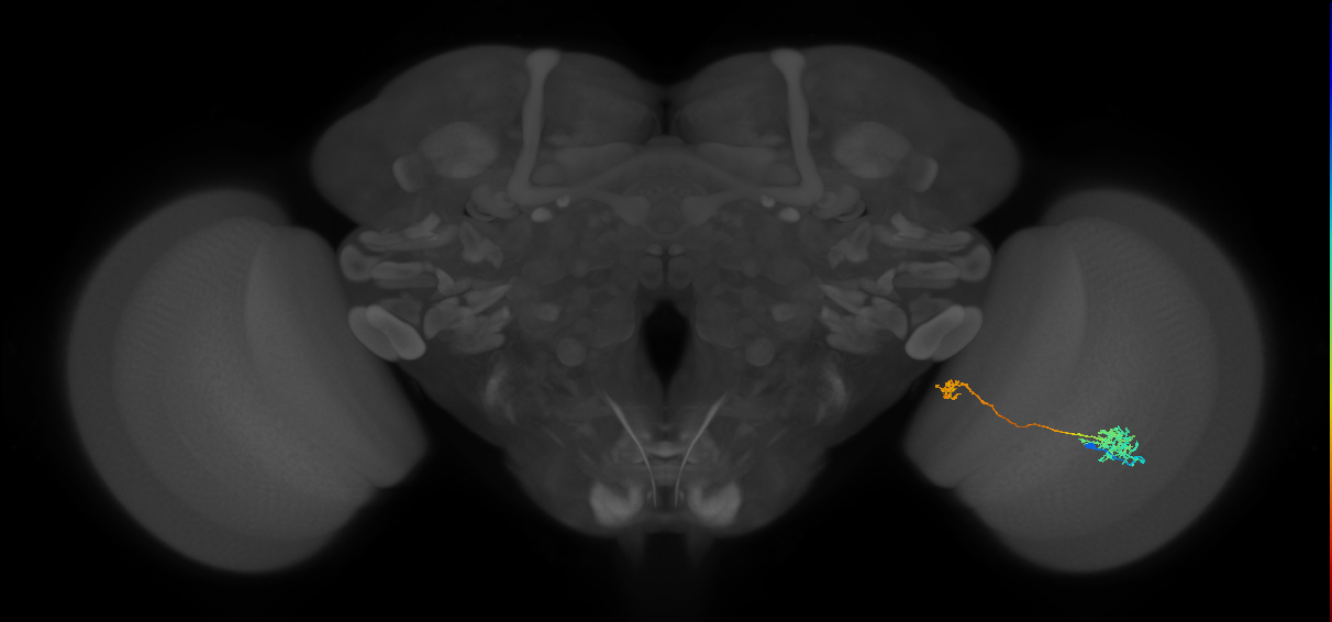Tm38_R (MaleCNS:56754)