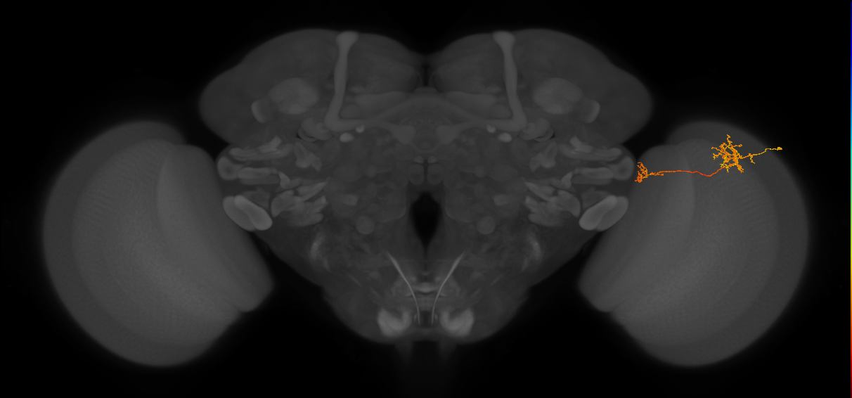 Tm38_R (MaleCNS:55636)