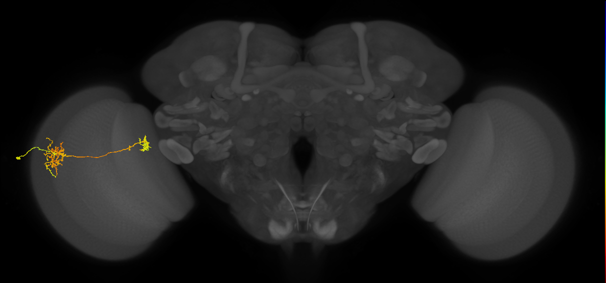 Tm38_L (MaleCNS:38239)
