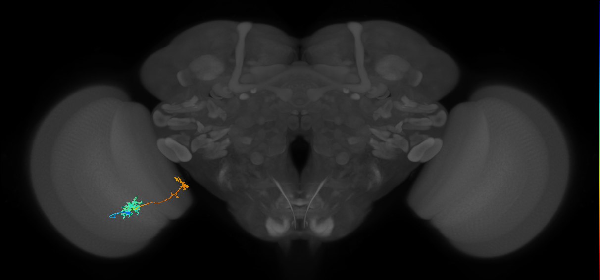 Tm38_L (MaleCNS:58105)