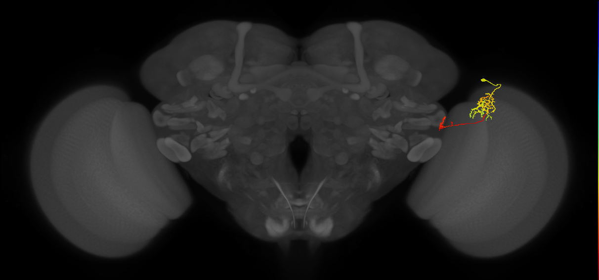 Tm38_R (MaleCNS:62557)